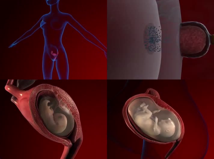 妊娠怀孕胎儿发育新生命诞生三维动画