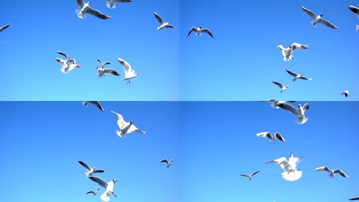 海鸥 飞翔 生态 美丽的鸟  