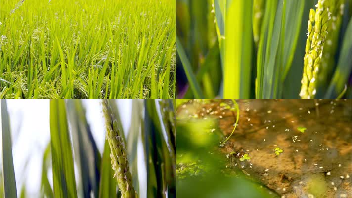水稻开花时期