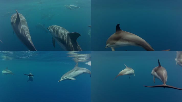 海豚游泳潜水
