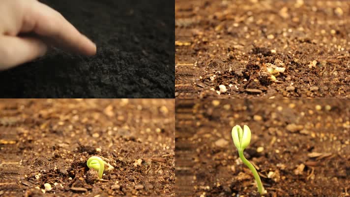 土壤播种子发芽破土而出万物复苏植物生长