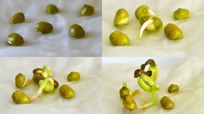 绿豆种子发芽生长植物生长延时拍摄高清实拍视频素材
