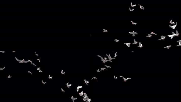 【带通道】一群鸽子空中盘旋迎面飞来