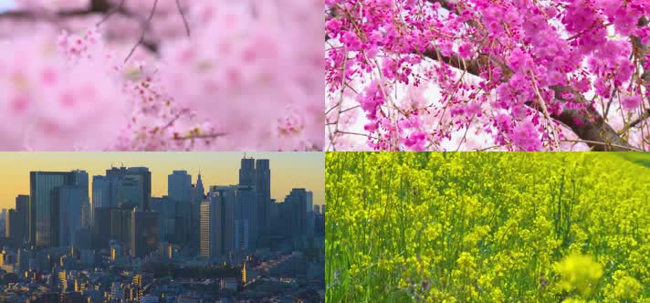 4K春天鲜花盛开的季节城市建筑