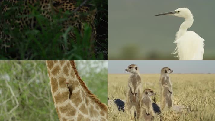 4k非洲野生动物世界非洲大草原自然宣传片