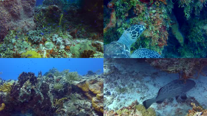 4K海底世界海洋生物海底游鱼