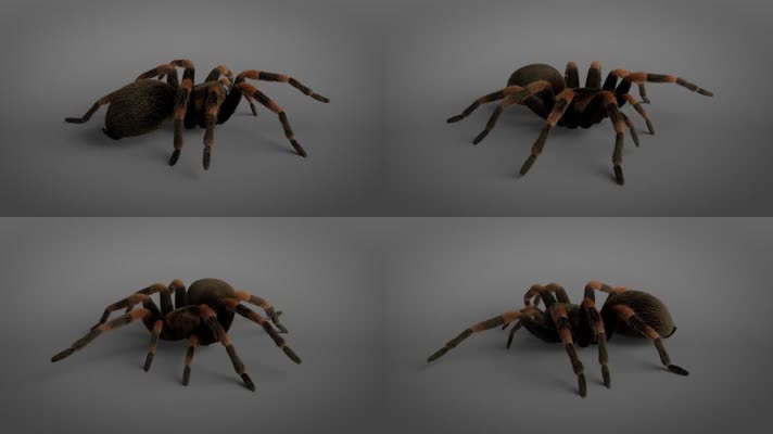 蜘蛛3D动画
