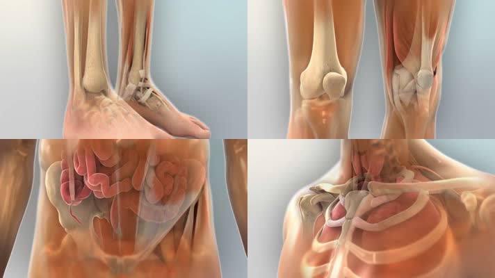 人体解剖学医疗三维动画
