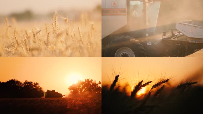 小麦收割粮食丰收季节麦田农业素材