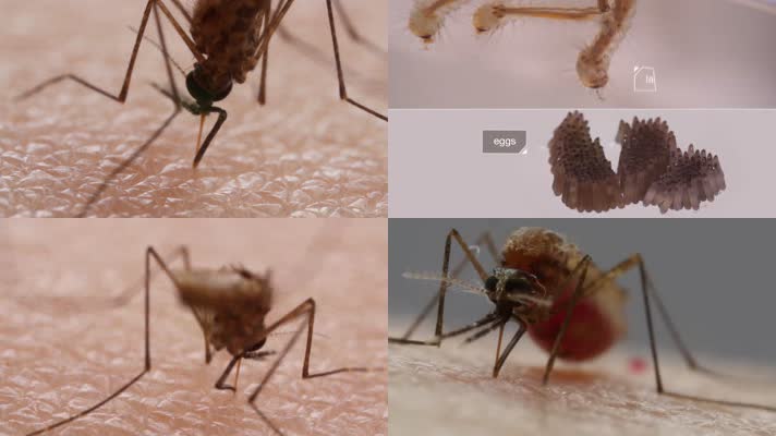 4K蚊子疾病传播卫生防疫