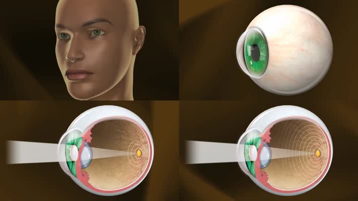 眼睛眼球组织结构医学动画三维肌理动画