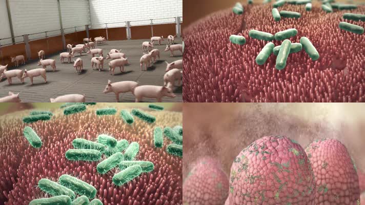 猪体内致病性大肠杆菌医疗机理三维动画
