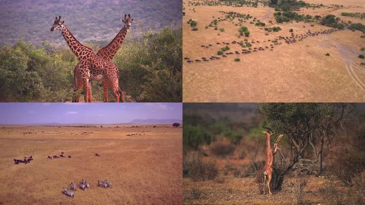非洲动物世界