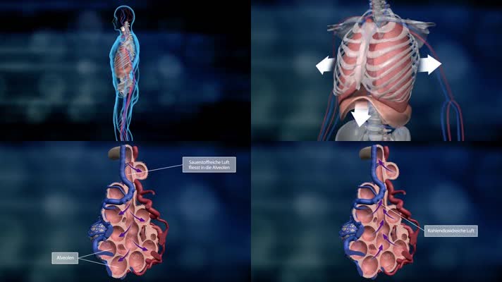 人体肺部组织结构医学动画医疗三维肌理动画