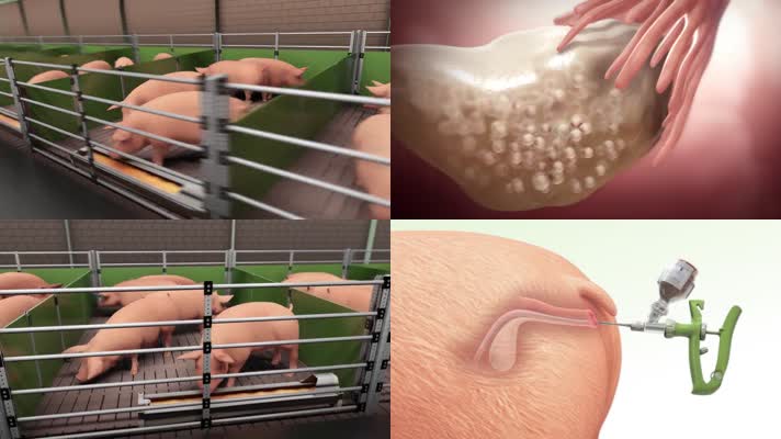 种猪育种优化兽医三维机理动画
