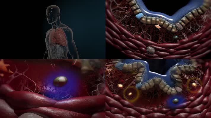 免疫细胞神经元人体脏腑器官医学三维动画