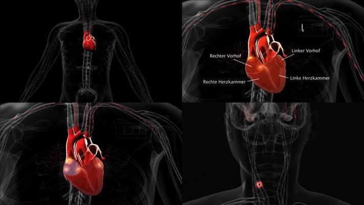 人体心脏跳动机理动画心房颤动