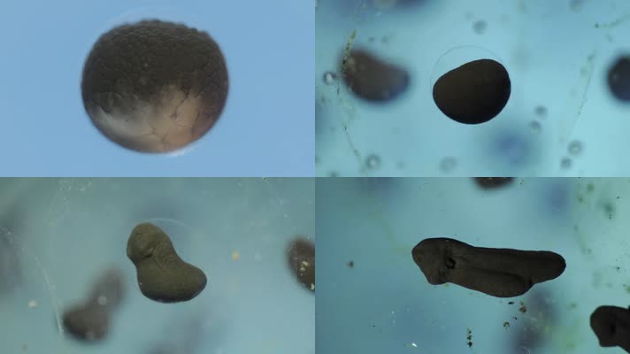 蝌蚪发育生长实拍素材微生物细胞细菌