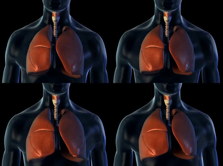 肺与呼吸三维医学动画