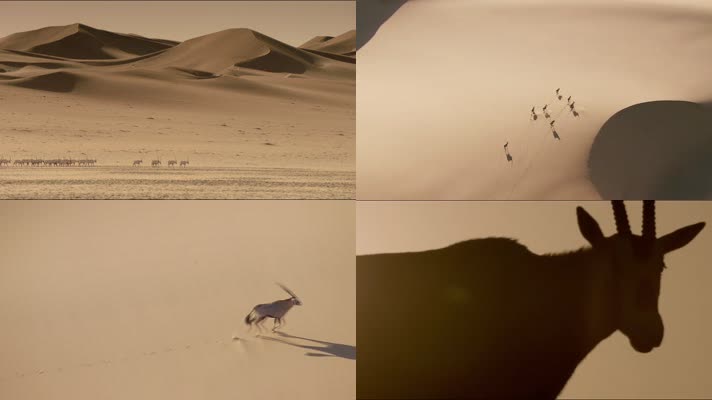 沙漠羚羊