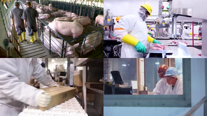 新鲜猪肉视频工厂流水线