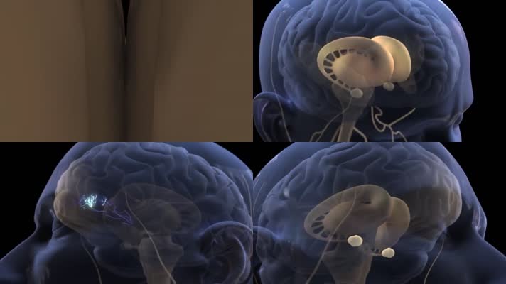 大脑痛觉感知脑电波电信号传导医疗三维机理