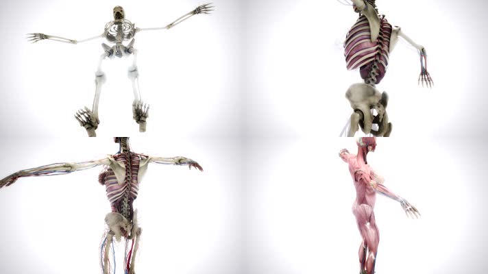 人体结构医疗3D动画