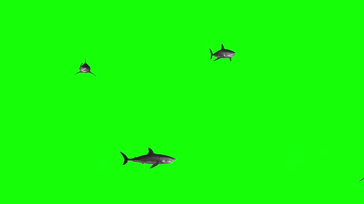大鲨鱼绿幕抠像