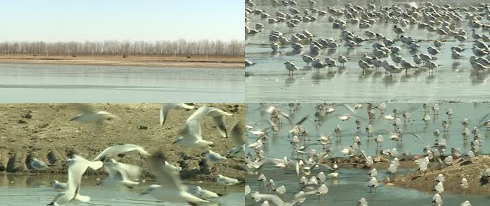 湿地生态环境-候鸟天堂