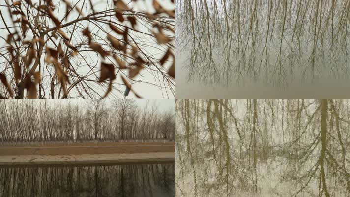 初冬风景 干枯树枝 水中倒影