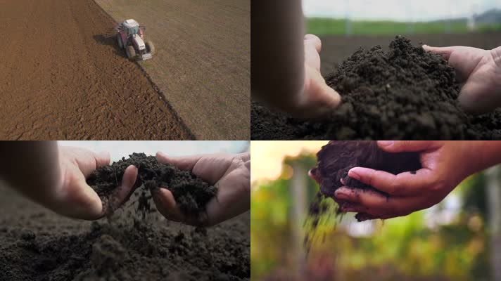 耕地、土壤、手捧土壤、玉米苗