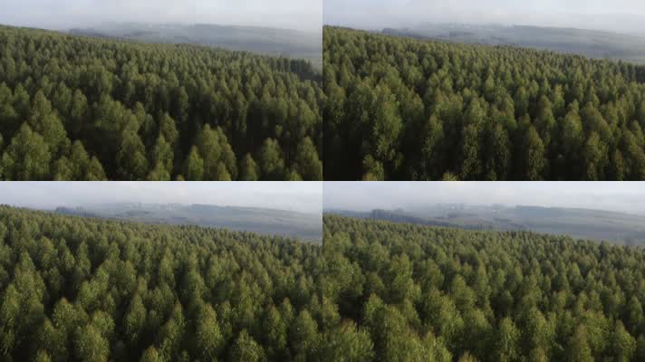 4k航拍原始森林