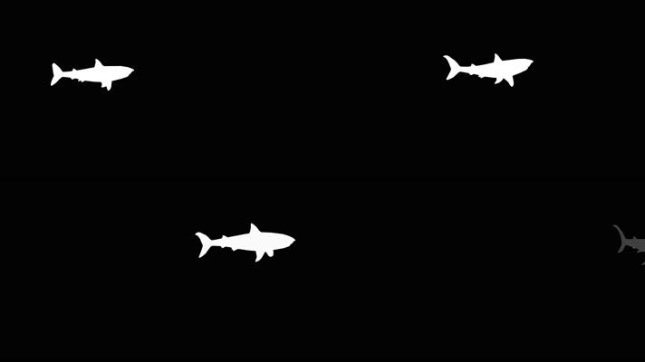 黑白通道鲨鱼