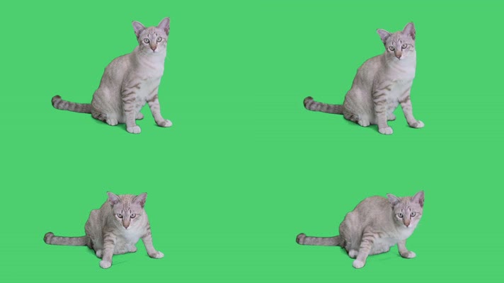 4K宠物猫绿屏抠像