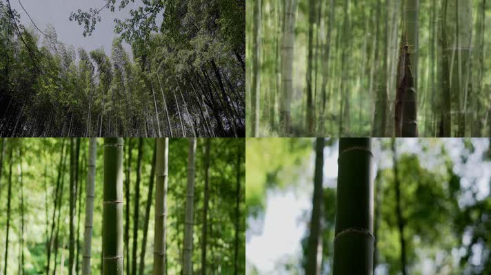 4K青竹林绿色生态环境实拍