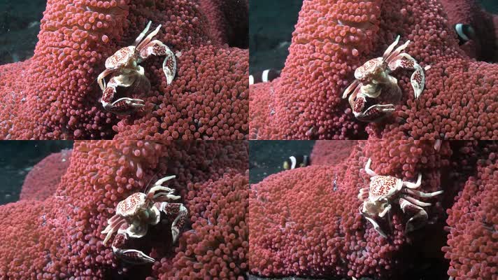 海底大螃蟹觅食海洋生态环境