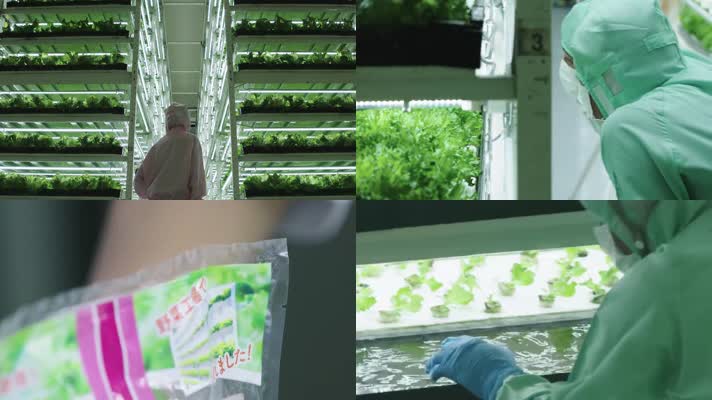 超大气温室蔬菜培育无土蔬菜温室大棚垂直农