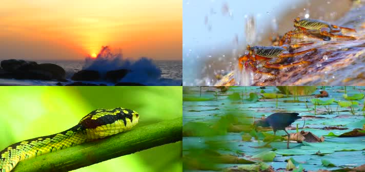神奇大自然野生动物环保宣传片素材4K实拍