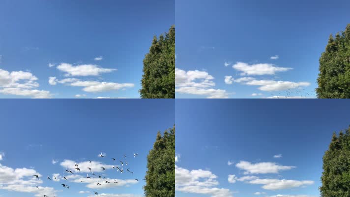 天空中的鸽子群