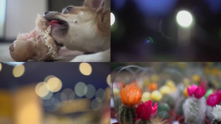 4K狗啃骨头吃肉镜头光晕自然生态宣传片素材
