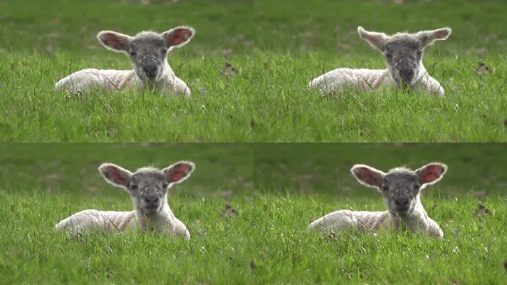 草地中休息的羊