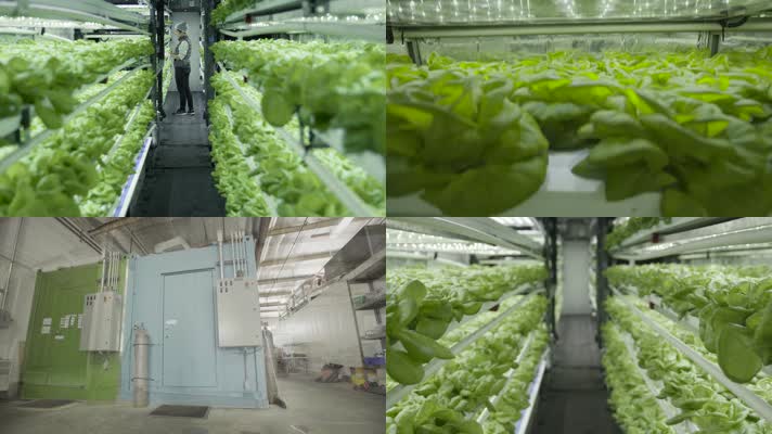 现代垂直农场蔬菜培育无土蔬菜温室蔬菜