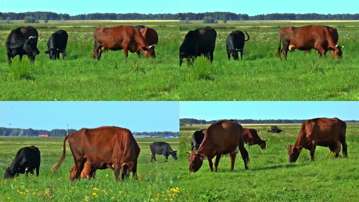 母牛、黄牛、吃草