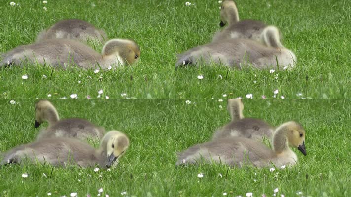 草地中的野鸭小鸭子