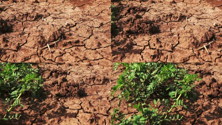 干涸 旱季 地球生态环境  