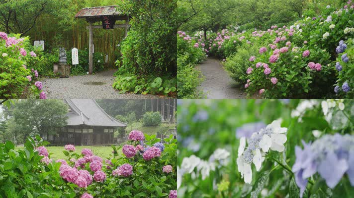 4K春雨中绽放的紫阳花开公园绿化