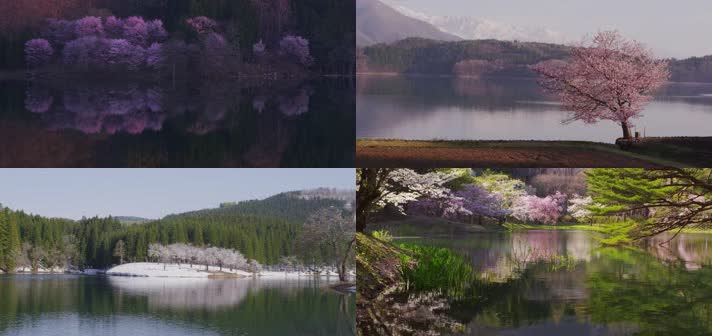 4K樱花盛开湖水光山色自然风景宣传片素材