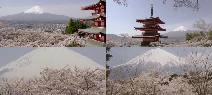 4K富士山樱花