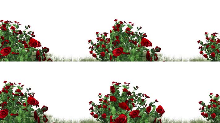 玫瑰花3D鲜花动态背景素材