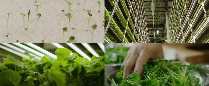 绿色健康蔬菜种植视频